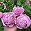 Thumbnail: Rose'Spirit of Freedom' Climbing rose自由精神