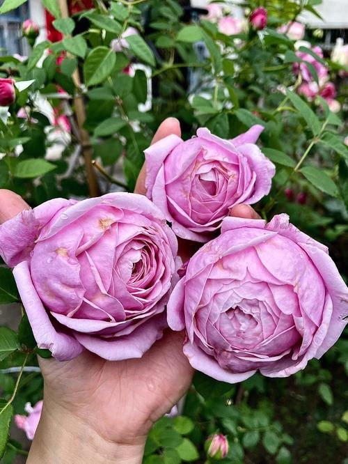 Rose'Spirit of Freedom' Climbing rose自由精神