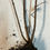 Thumbnail: Prunus Mume Tree "HongXu Zhusha" /红须朱砂 bare root