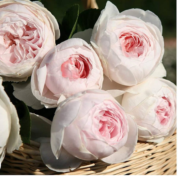 Earth Angel Parfuma 4 Potted Rose