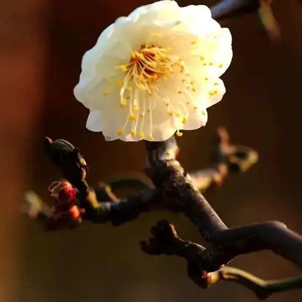 Prunus Mume 'Longyou Mie' 龙游梅