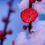 Thumbnail: Prunus Mume Tree "HongXu Zhusha" /红须朱砂 bare root