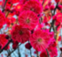 Prunus Mume Tree "HongXu Zhusha" /红须朱砂 bare root