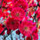 Thumbnail: Prunus Mume Tree "HongXu Zhusha" /红须朱砂 bare root