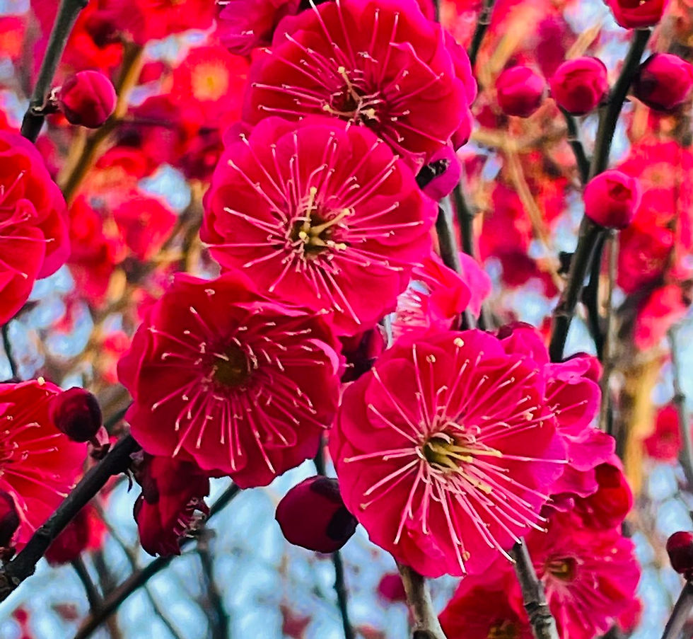 Prunus Mume Tree "HongXu Zhusha" /红须朱砂 bare root
