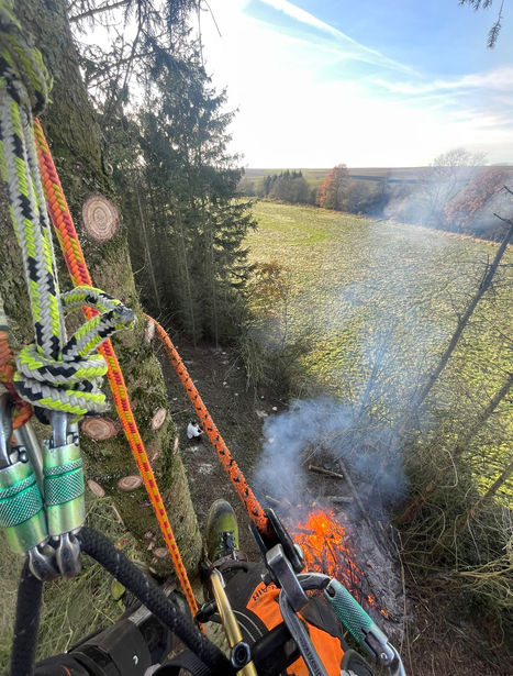 Grimpe dans les arbres avec techniques et matériel professionnels.