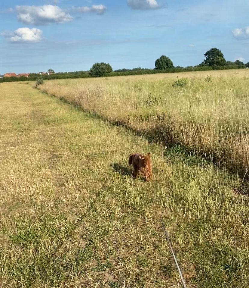 A small dog walking on a lead in a mown field