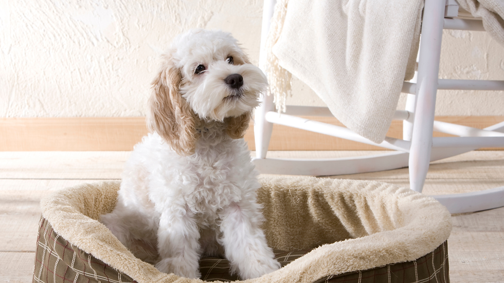 a white curly haired coat sitting in a do bed