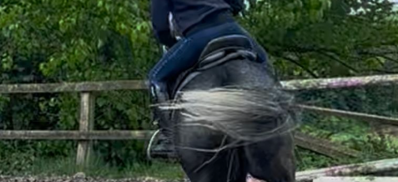 High angle view of a rider adjusting a dressage saddle on a horse