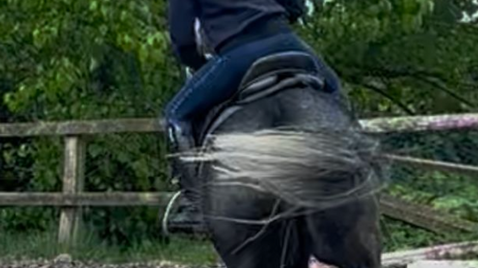 High angle view of a rider adjusting a dressage saddle on a horse