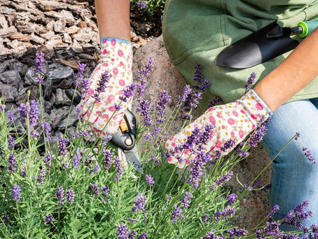 Planting Grosso Lavender: A Guide to Growing Beauty and Functionality