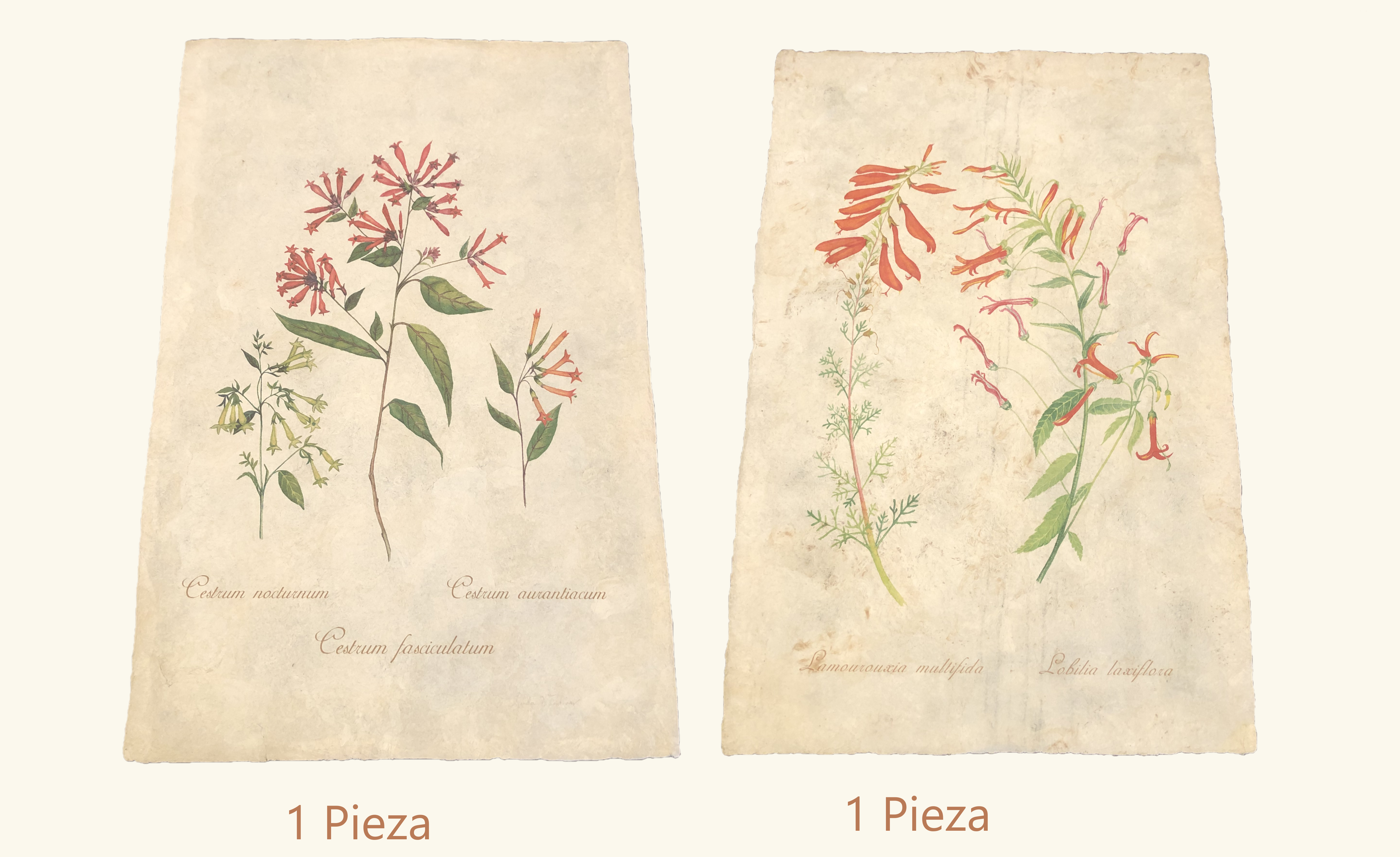 Botanicals Prints