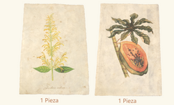 Botanical Prints