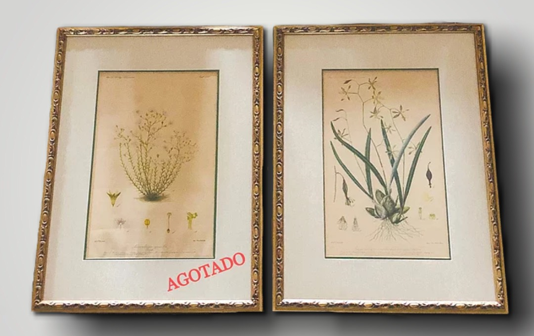 Antique Botanicals C