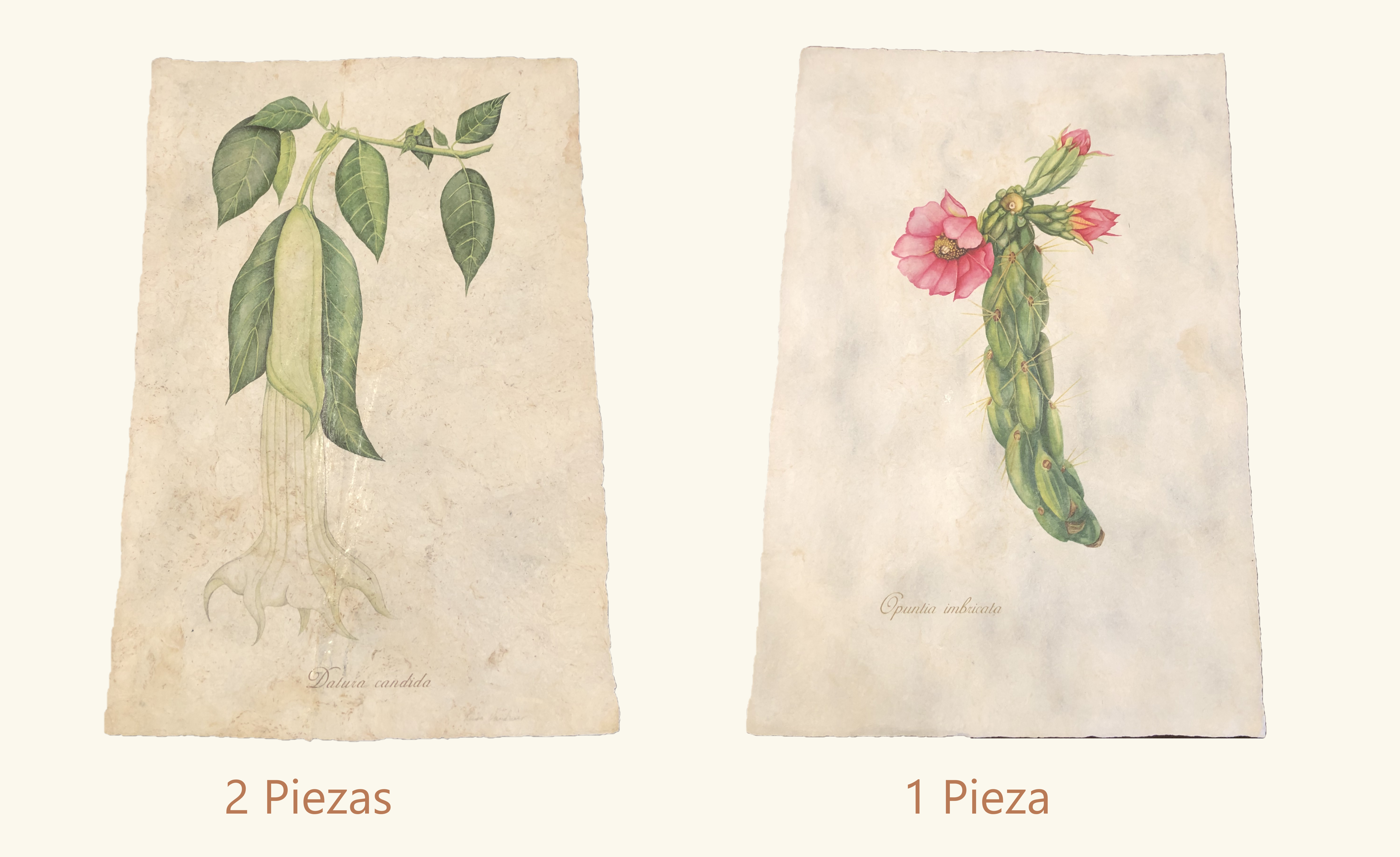 Botanical Prints