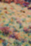 Spring+Rolls+Landscape