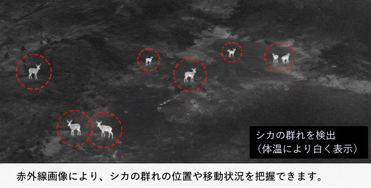 野生動物調査