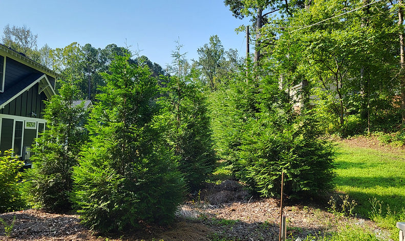 Green Giant Screening Installation in Durham, NC