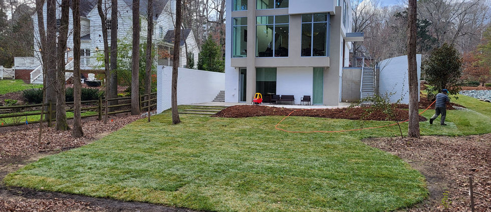 Fescue sod installed by celestial landscaping for a client in durham north carolina