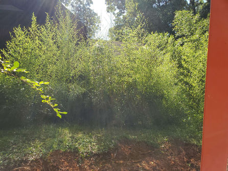 Before and after yard clean up photos from chapel hill, nc service available in carrboro, chapel hill, hillsborough, durham, pittsboro