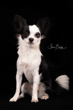 Shooting photo animalier chien chat studio