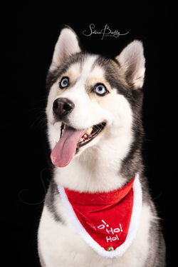Shooting photo animalier chien chat studio