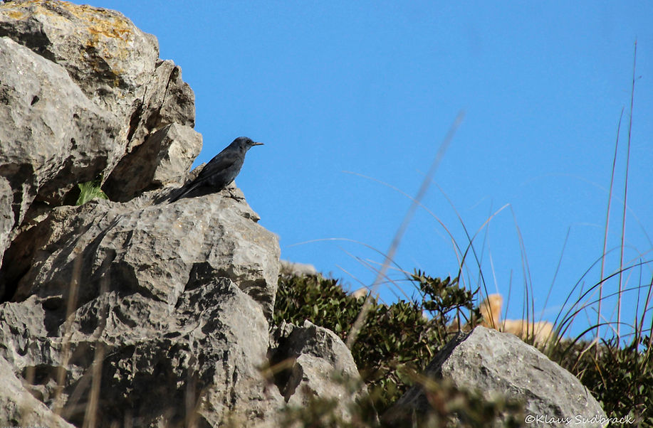 Blaumerle (Monticola solitarius).JPG