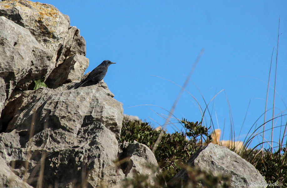 Blaumerle (Monticola solitarius).JPG