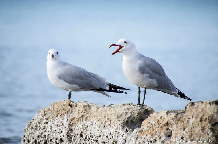 Korallenmöwe (Larus audouinii)