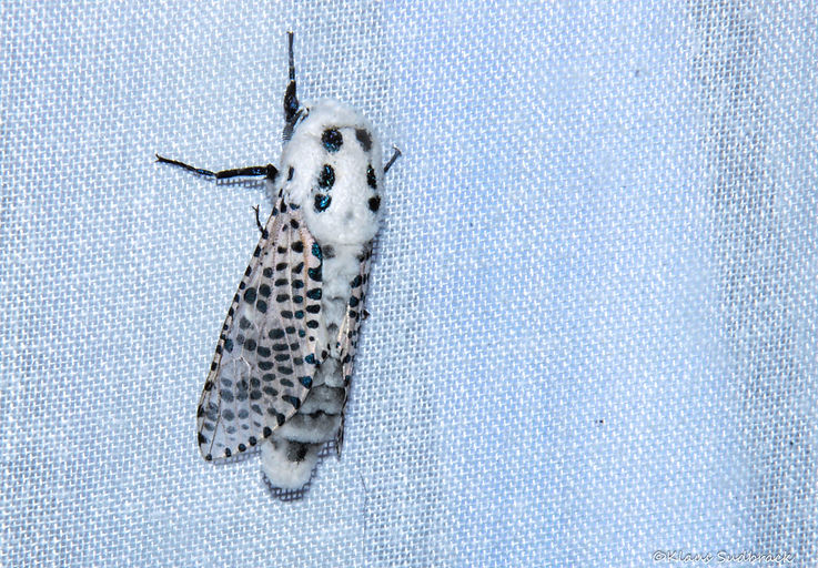 IMG_4734 Blausieb (4).JPG