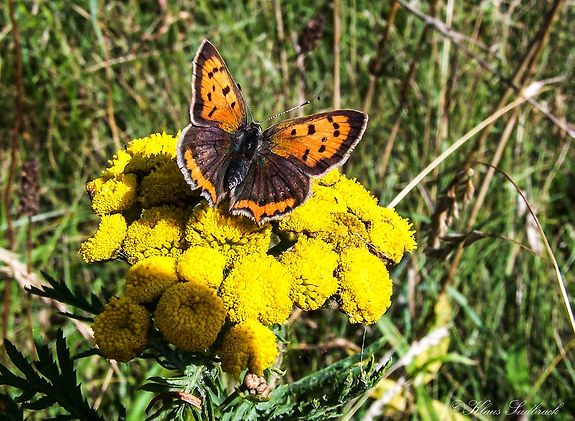 Kleiner Feuerfalter (lycaena phlaeas )