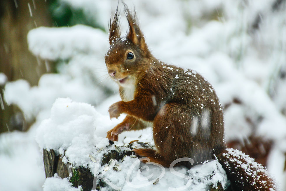 Eichhörnchen im Schnee 1