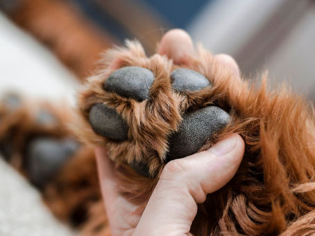 Who is At Fault if my Dog Gets Hit by a Car - Iowa Law