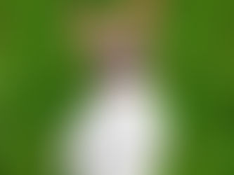 Who Is at Fault If My Dog Gets Hit by a Car - MO Law