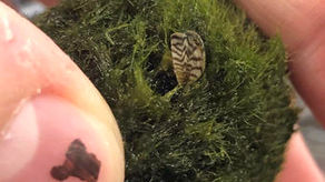 Invasive Zebra Mussels Found in Pet Stores in 21 States