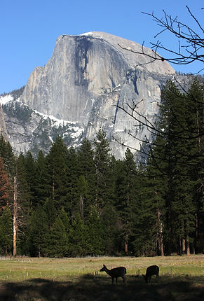 CA- Yosemite deer.JPG
