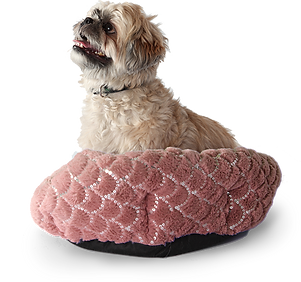 Doggy in Bed