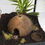 Thumbnail: HabiStat Coconut Cave