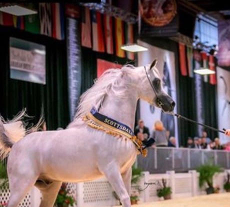 Horse Shows & Westworld Events