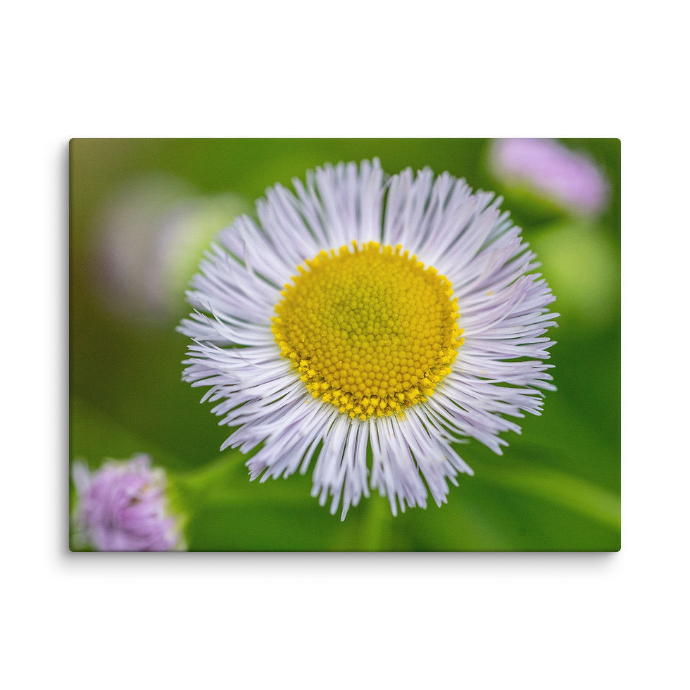 Thumbnail: A Fresh Start Canvas