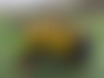 Match Report New Mills Bees vs Whaley Bridge Tigers U9 - 10/03/24