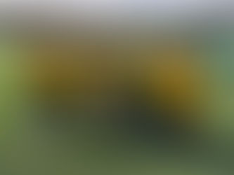 Match Report NMJFC Bees vs Chinley Whites U9 - 25/02/24