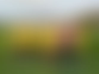 NMJFC U9's Hornets V Whaley Tigers - 3/3/24