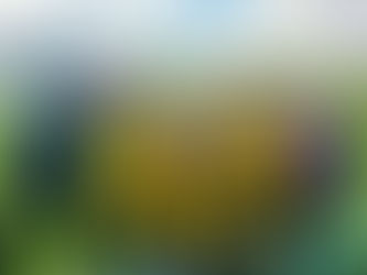 Match Report NMJFC U7's V Chapel Town Yellows - 3/3/24