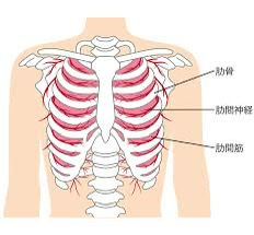 💨 内肋間筋の役割と鍛え方
