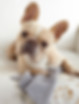 Butter_Pet_Stain_2.jpg
