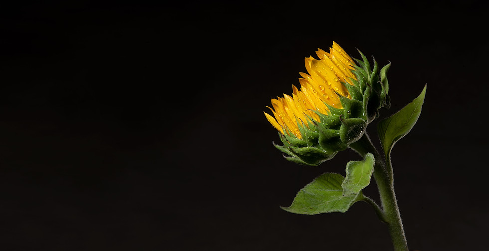 Sunflower Close-Up
