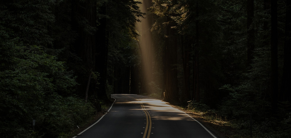 Sunlit Forest Road
