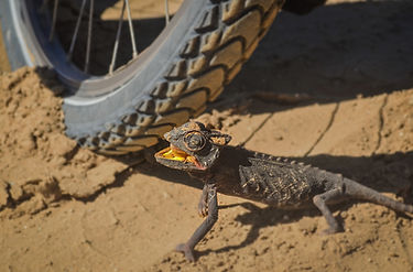 MTB Web Chami.jpg