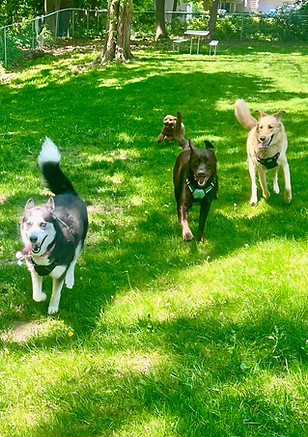 Wagging Riders Michigan Dog Bus.jpg